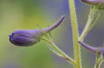 Alabama larkspur